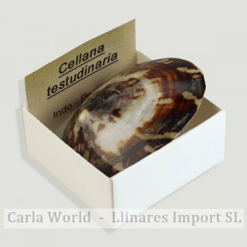 4x4 box - Cellana Testudinaria