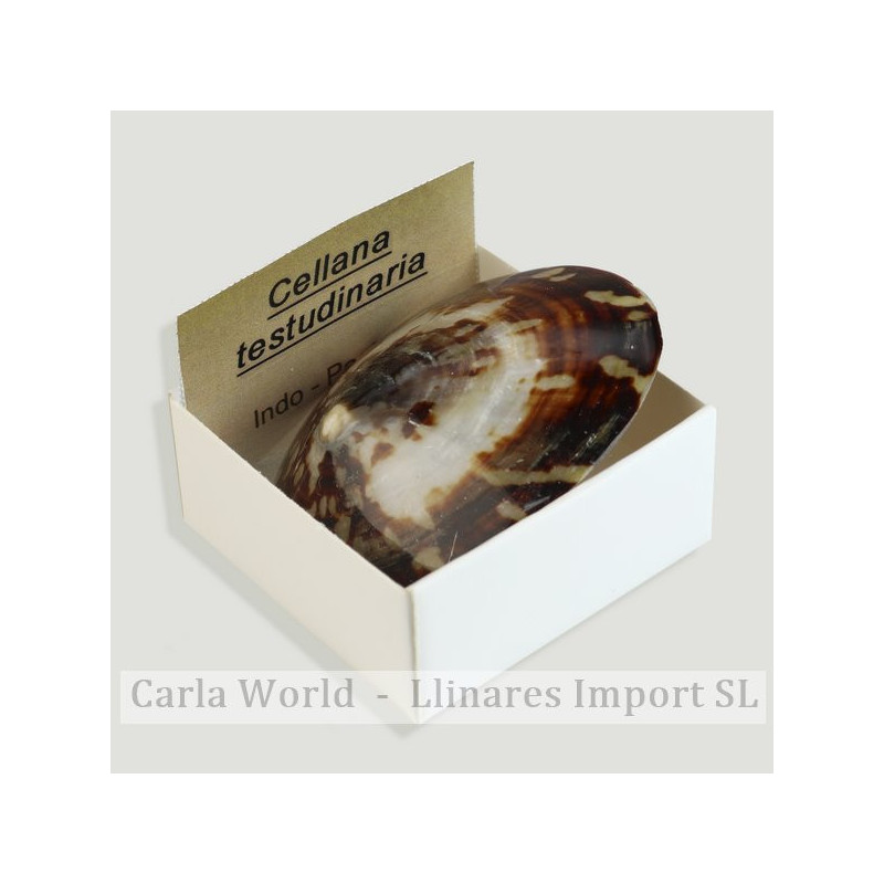 Cajita 4x4 – Cellana Testudinaria Cajita 4x4 – Cellana Testudinaria