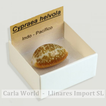 4x4 box - Cypraea Helvola