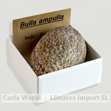 Caixa 4x4 - Bulla Ampulla