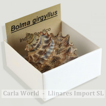 Boîte 4x4 - Bolma Girgyllus