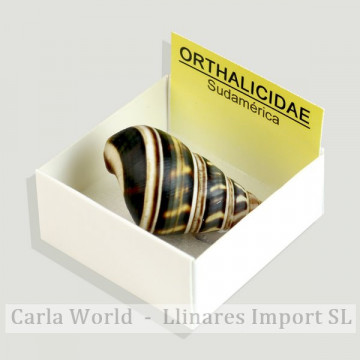 Cajita 4x4 – Orthalicidae – Sudamérica