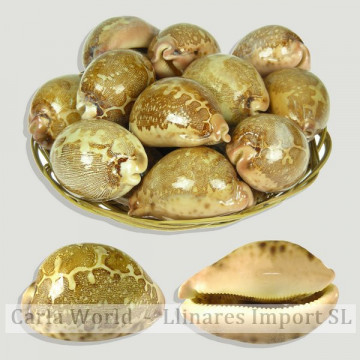 Panier Cypraea mappa + 7cm (15 unités)