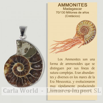 Ammonites Madagascar....