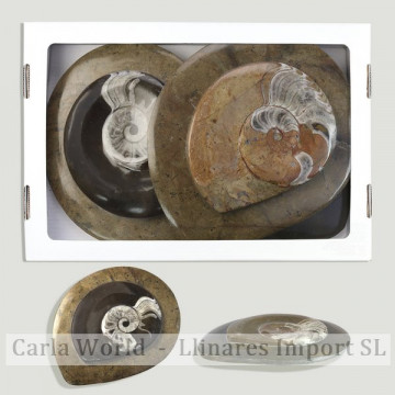 Ammonites polished matrix. Marroc 16x14cm approx.
