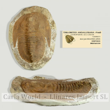 Trilobites andalous Maroc 20-23cm