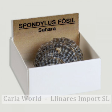 4x4 box - Spondylus Fosil - Sahara