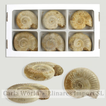Ammonites Fósseis...