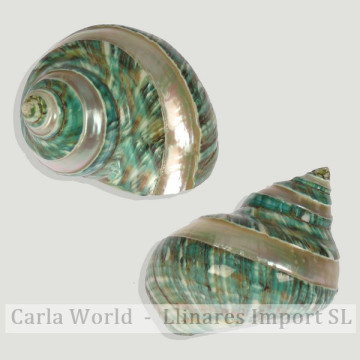 Turbo burges bandeado. +7cm