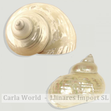 Turbo burges pearl. 10cm approx