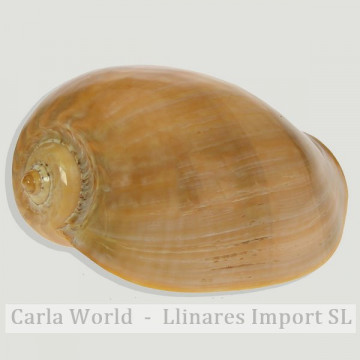 Melo broderipii pulido.  20-23cm