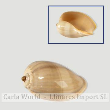 Melo broderipii pulido. 15cm aprox