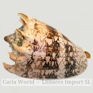 Polished imperialis scroll. +17cm