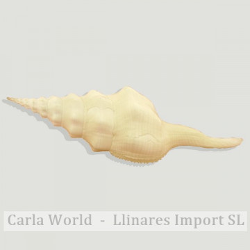 Fusus undatus. 18cm approx