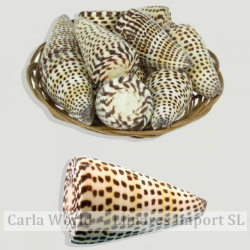Basket of Conus litteratus (+7cm)