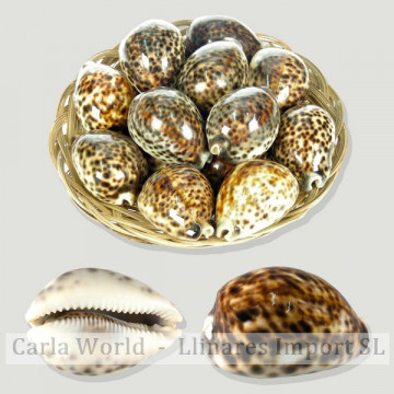 Cesta de Cypraea tigris (8cm aprox)
