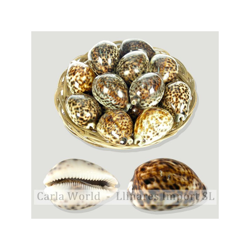 Basket of Cypraea tigris (8cm aprox) Basket of Cypraea tigris (8cm aprox)