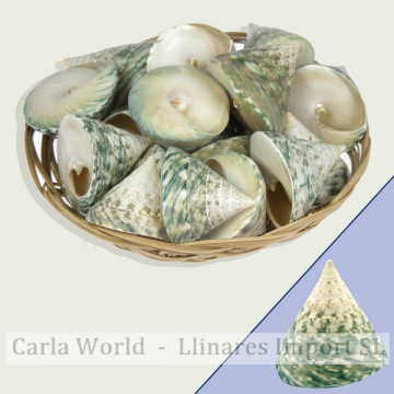 Cesta de Trochus verde female natural (+5cm)