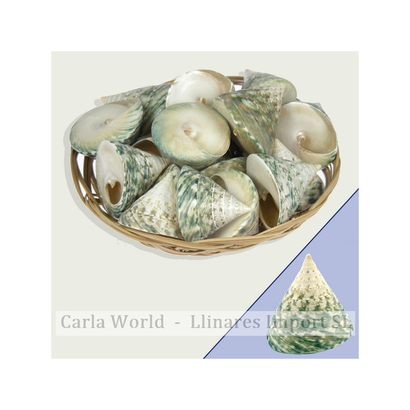 Trochus basket female green natural (+5cm) Trochus basket female green natural (+5cm)