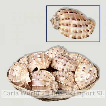 Harpa articularis basket (+6cm)