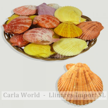 Cesto de Pecten nobilis par color