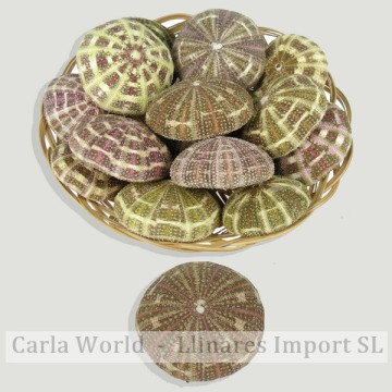 Cesta Erizo Alfonso (+7cm)