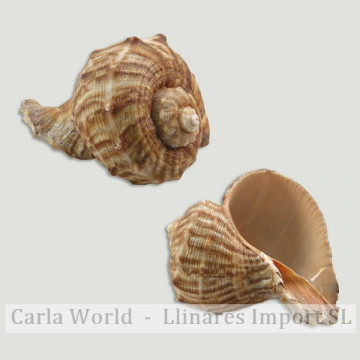 Cesta de Rapana rapiformis (+8cm)