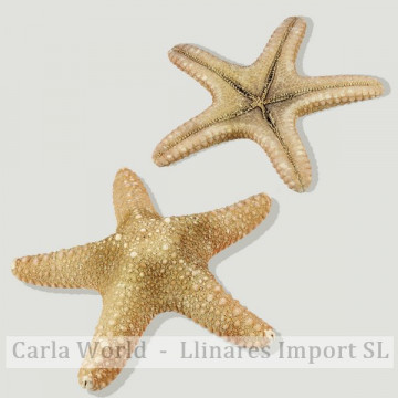 Estrella mar Jungle natural. 12-18cm aprox
