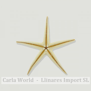 Estrella Mar natural 5cm. Bag 100 pcs.