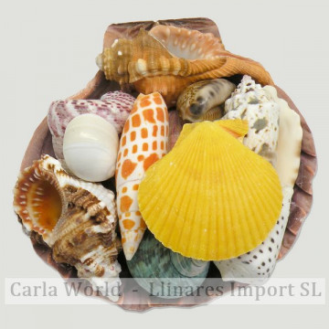 Lyropect subnodobus naranja con frutos de mar