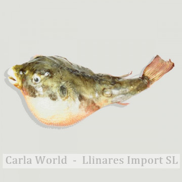 Globe Fish. 15-17cm approx.
