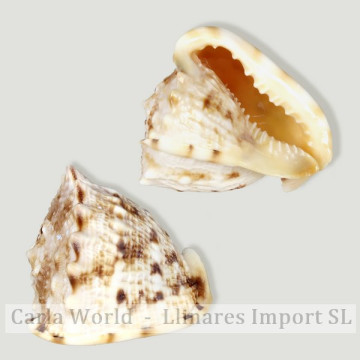 Cassis cornuta 6-8cm