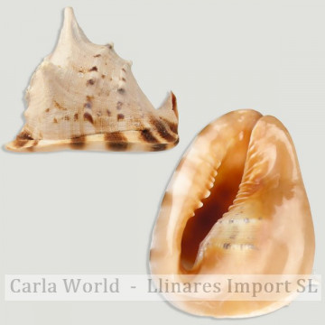 Cassis cornuta 10-12cm