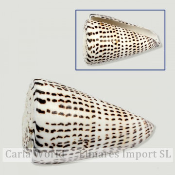 Conus litteratus naturel +9cm