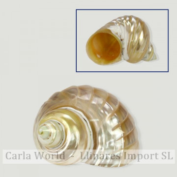 Turbo chrysostomus pearl bandeada 5-7cm
