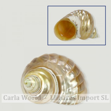 Turbo bandeada de perles de chrysostome 5-7cm Turbo chrysostome