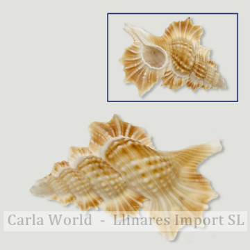 Bursa biplex perca. 5-7cm aprox.