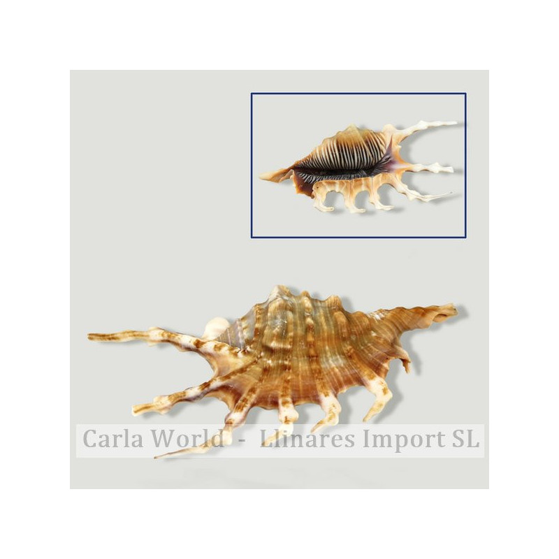 Lambis lambis natural. 13-15cm Lambis lambis natural. 13-15cm