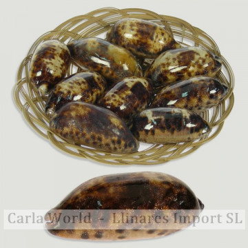 Cypraea testudinaria B basket (9 pcs) 8-10cm