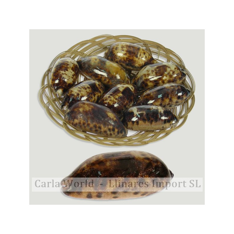 Cypraea testudinaria B basket (9 pcs) 8-10cm Cypraea testudinaria B basket (9 pcs) 8-10cm