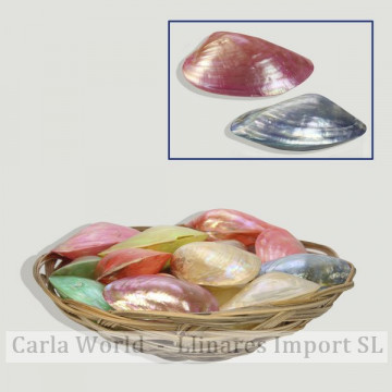 Panier bivalve d'eau douce poli. 8-10cm. (20 pièces par panier)