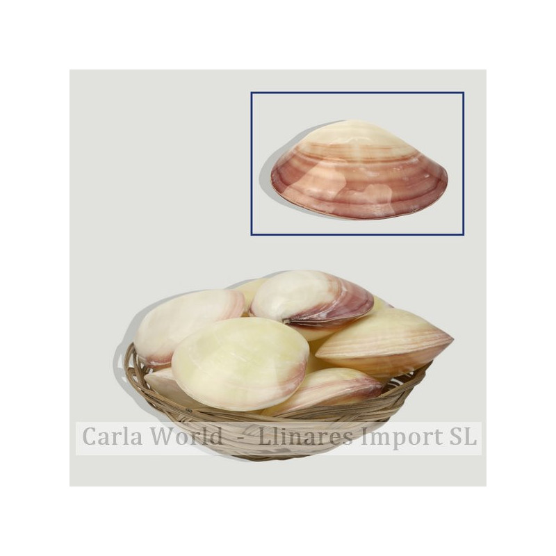 Codakia Tigrina basket polished. 9cm approximate. (10 pcs per basket) Codakia Tigrina basket polished. 9cm approximate. (10 pcs per basket)