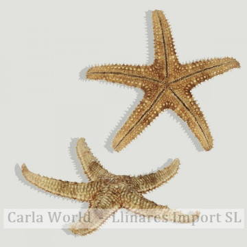 Natural sea star hawthorn. Approximate 18cm