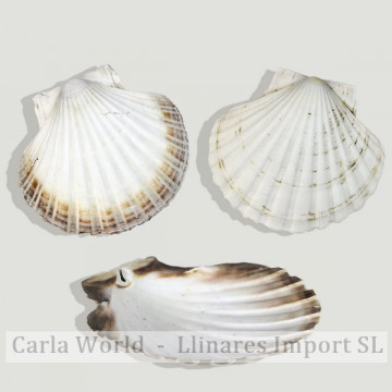 Pecten mitad. 13cm aproximados