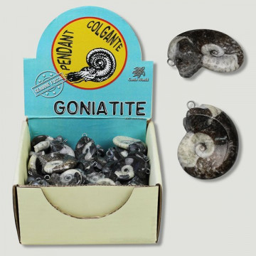 GONIATITE. Goniatite fossil pendant
