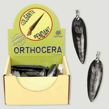 ORTHOCERA. Colgante fosil