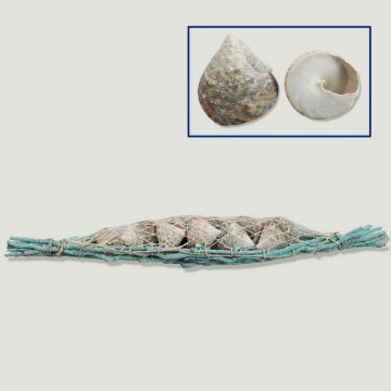 Boat branches with Turbo Salzetic (11 units). 9x55cm