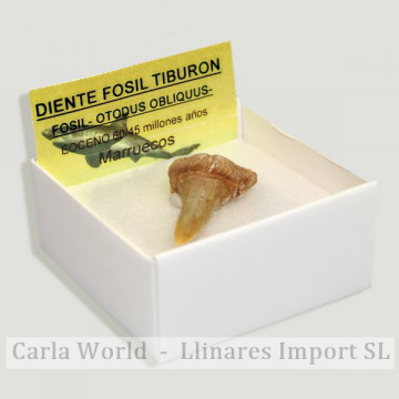 4x4 Box - Little shark tooth -Maroc