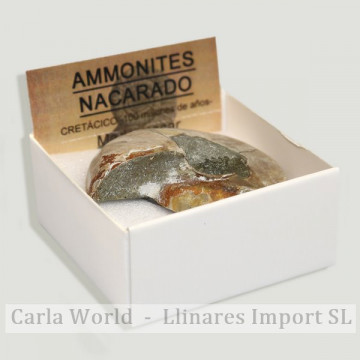 4x4 Box - Ammonites Pearly - Maroc