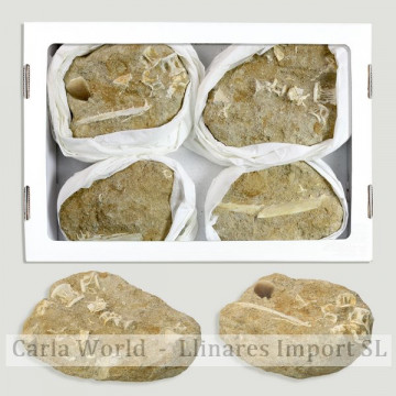 Box. Assorted marine fossils in Matrix. 27x14cm. 